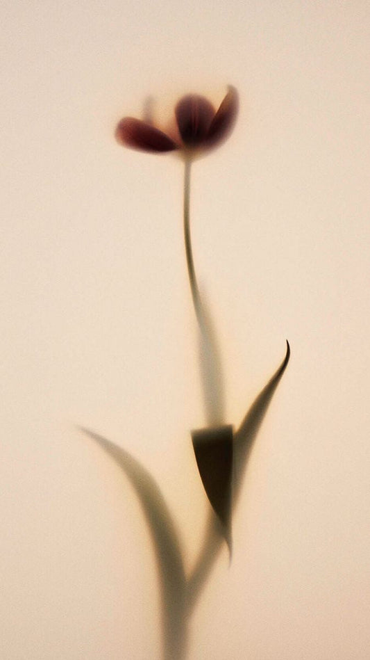 Affron®: the saffron supplement that supports your mood